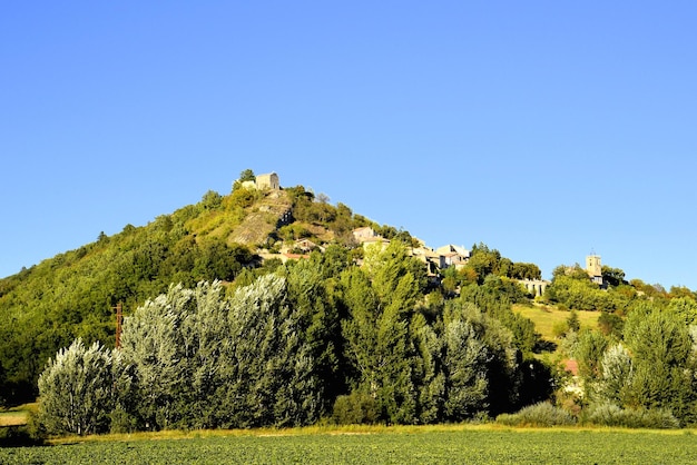 Árboles en el campo de hierba contra el cielo azul