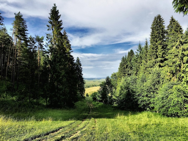 Árboles en el campo de hierba contra el cielo nublado