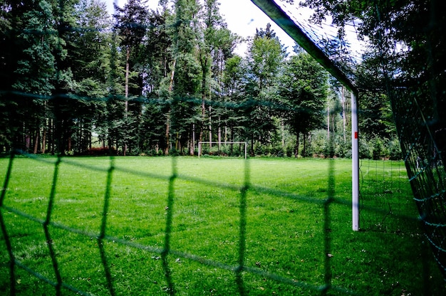 Árboles en un campo de hierba en un parque