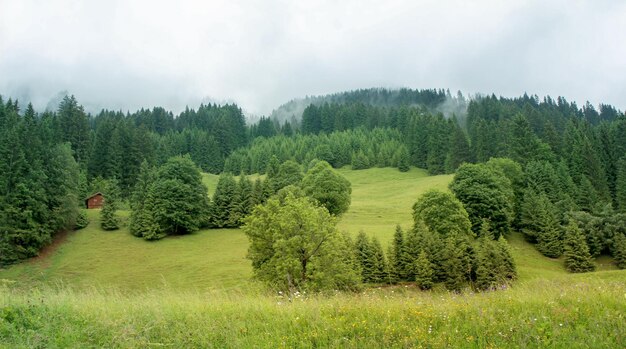 Árboles en el campo de hierba