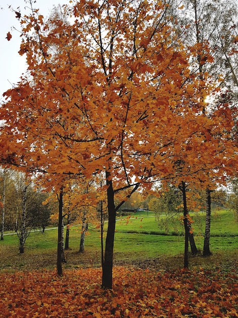 Árboles en el campo durante el otoño