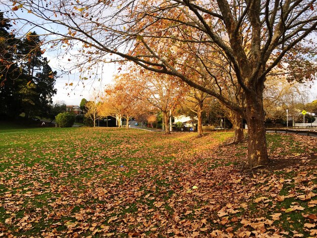 Árboles en el campo en el parque durante el otoño