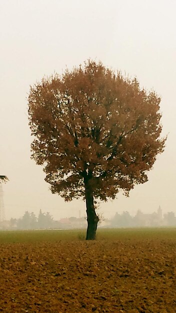 Árboles en el campo en tiempo de niebla