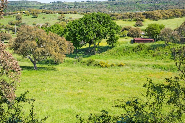 Árboles en un campo verde en Cerdeña Italia