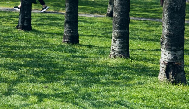 Árboles en el campo