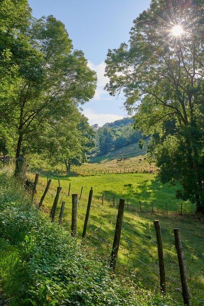 Árboles en el campo