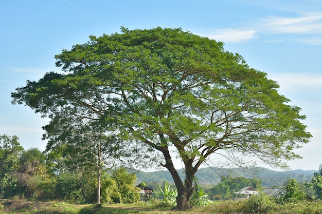 Árboles en el campo