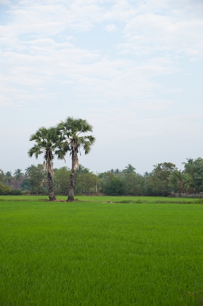 Árboles en campos de arroz.