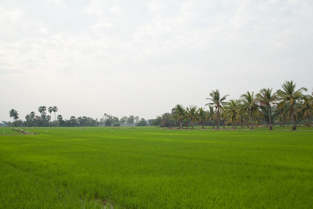 Árboles en campos de arroz.