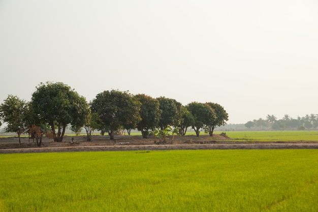 Árboles en campos de arroz.