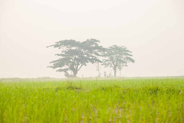 Árboles en los campos de arroz