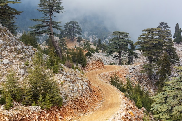Árboles de cedro en las montañas, Turquía