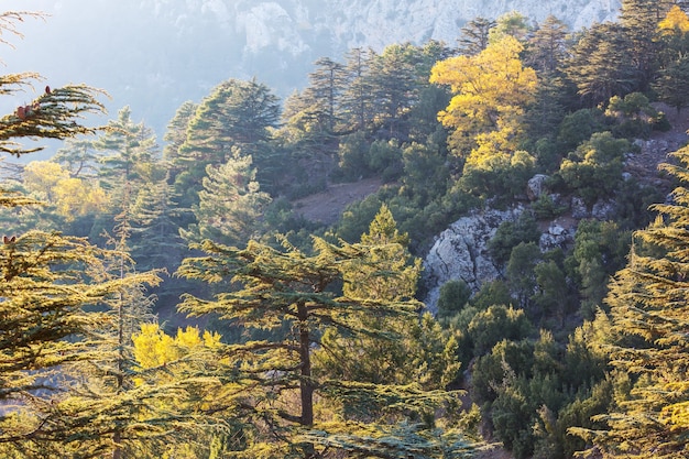 Árboles de cedro en las montañas, Turquía