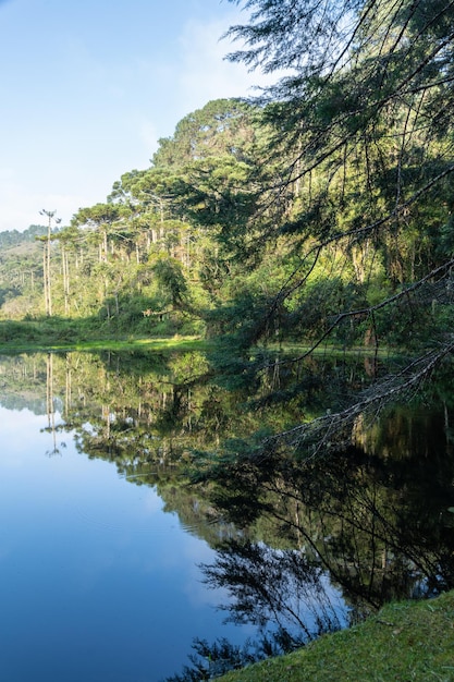 Árboles cerca de un lago en el bosque de Brasil