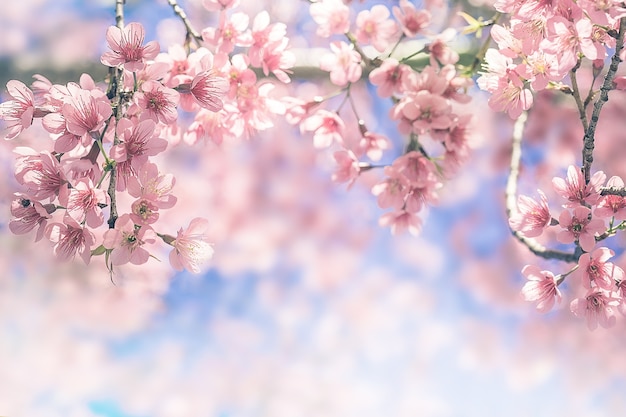 Árboles de cerezo en flor en primavera