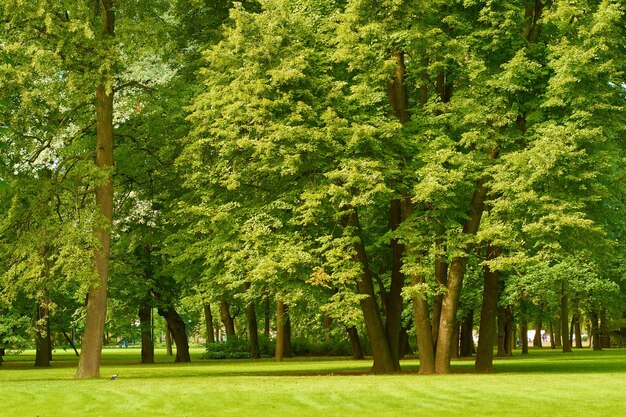 Árboles y césped verde con cielo azul en el parque público Parque de la ciudad verde con árboles
