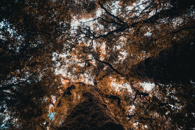 Árboles y cielo en el bosque