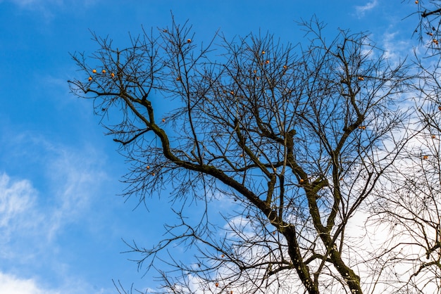 Árboles y cielo en otoño