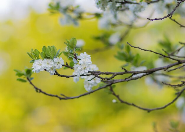 Árboles de ciruelo en flor