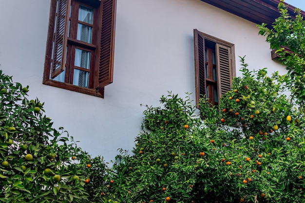 Árboles de cítricos bajo las ventanas de una casa antigua