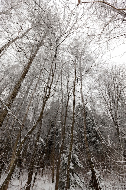 Árboles y clima frío invernal después de la nevada, ventisqueros y árboles en invierno, ventisqueros profundos y árboles después de la última nevada