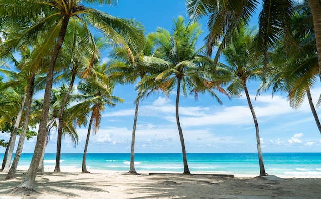 Árboles de coco en el fondo del cielo azul de la playa