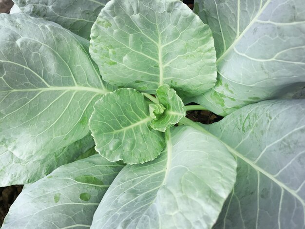 Árboles de col rizada hojas verde oscuro plantadas para cocinar