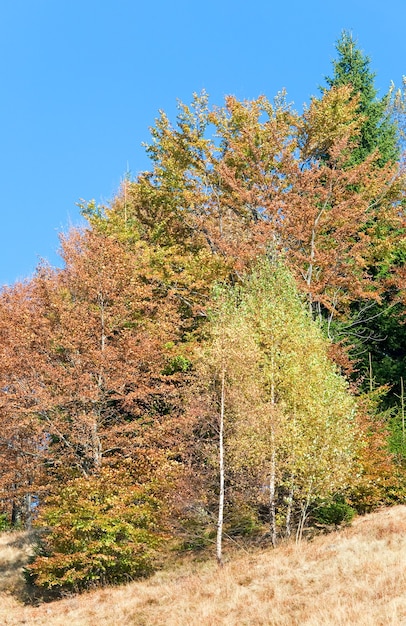 Árboles de colores otoñales soleados en la ladera de la montaña (Cárpatos, Ucrania)