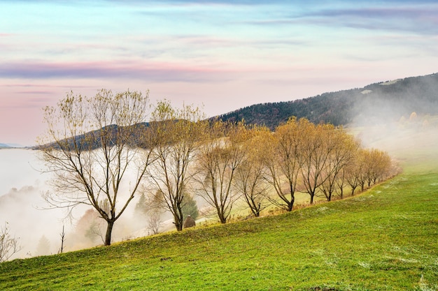 Árboles coloridos en las montañas de los Cárpatos cubiertos con una espesa niebla gris