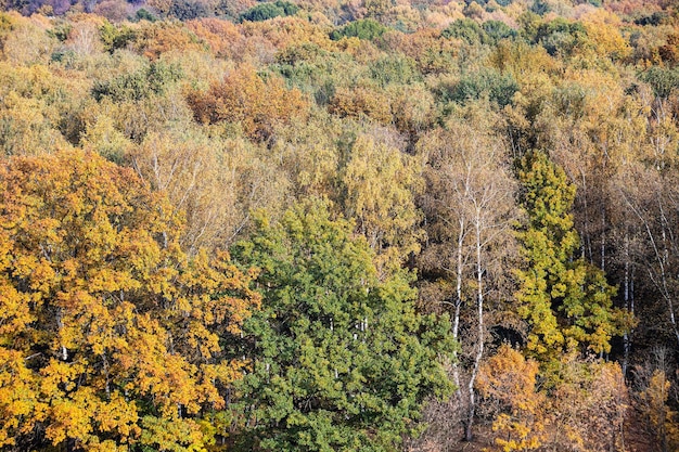 Árboles coloridos en otoño bosque caducifolio