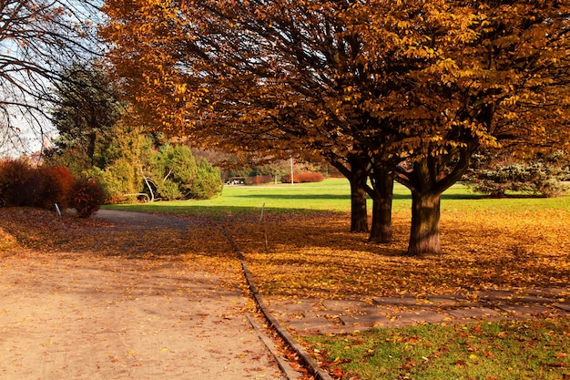 Árboles coloridos de otoño en el parque