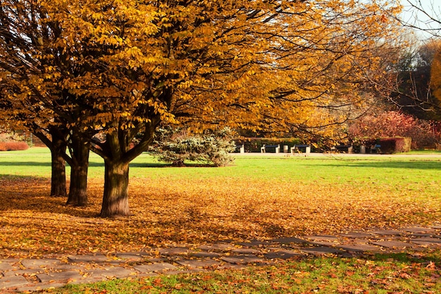 Árboles coloridos de otoño en el parque