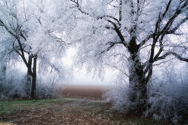 Árboles congelados en el bosque de invierno escarcha en los árboles