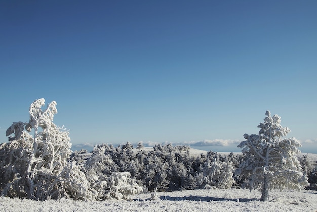 Árboles congelados en el bosque de invierno