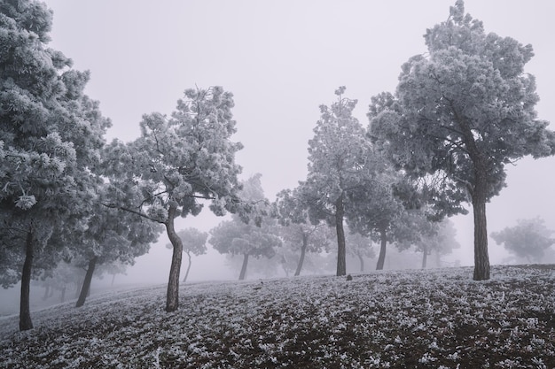 Árboles congelados en el bosque de niebla