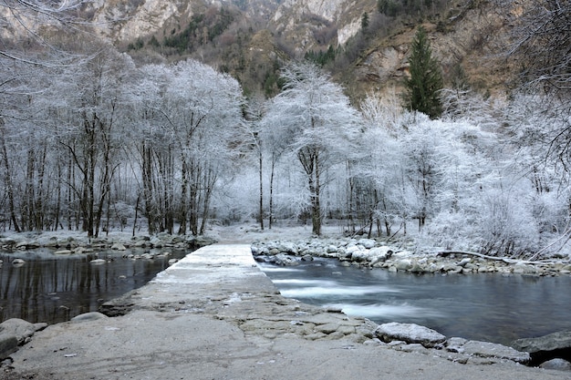 Árboles congelados cerca del pequeño río.