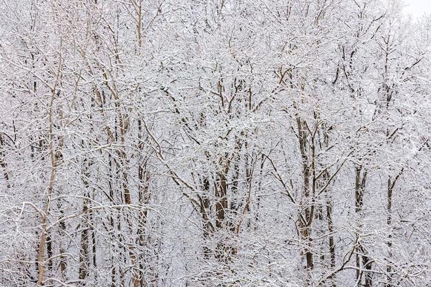 Árboles congelados cubiertos de nieve en el día nublado de invierno fondo de fotograma completo