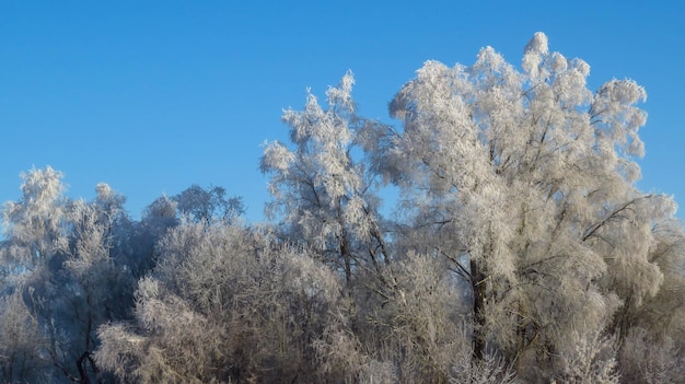 Árboles congelados en un soleado día de invierno