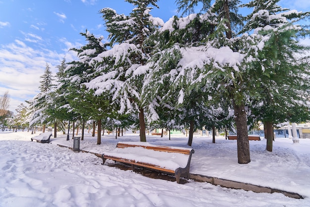 Árboles coníferos y banco de madera cubierto de nieve en el parque