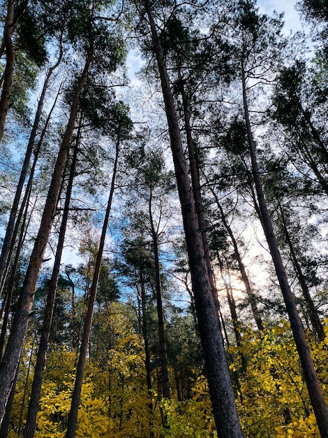 Árboles coníferos en el bosque de otoño contra el cielo