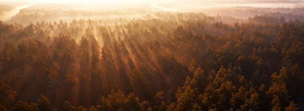 Árboles coníferos y niebla Bosque de montaña al amanecer