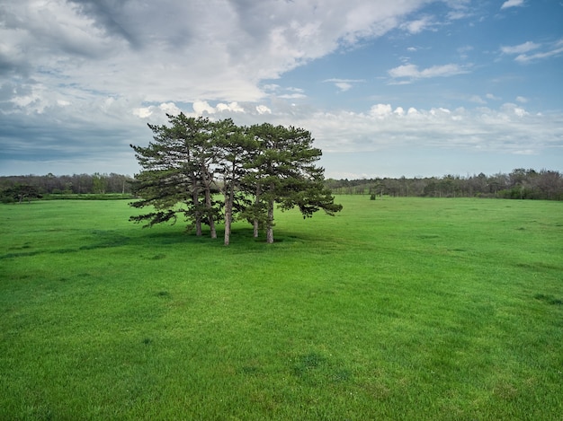 Árboles coníferos en un prado verde en el parque, en el bosque del horizonte y cielo azul