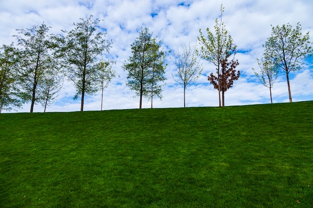 Árboles contra el cielo azul. Césped verde y árboles en el parque.