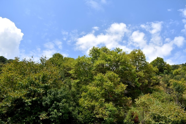 Árboles contra el cielo azul.