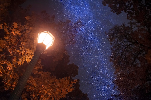 Árboles contra el cielo nocturno