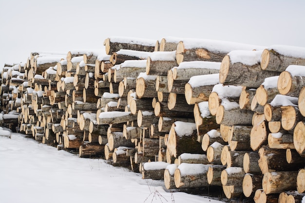 Árboles cortados cubiertos de nieve en invierno