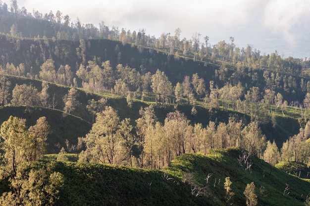 Árboles crecidos en la colina de la montaña