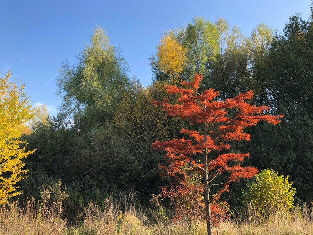 Árboles creciendo en el campo contra el cielo durante el otoño