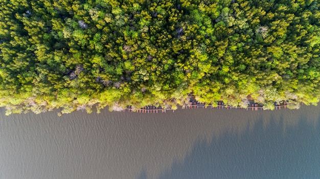 Árboles de crecimiento forestal, naturaleza fondo de bosque de manglar verde