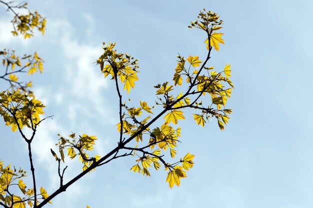 Árboles de crecimiento solitario con follaje verde en el período de verano del año, llega una mañana soleada y se vuelve cálida